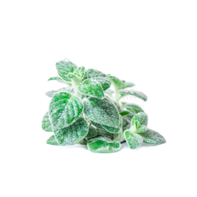 Olive-SPA-aloe-vera-gel-02